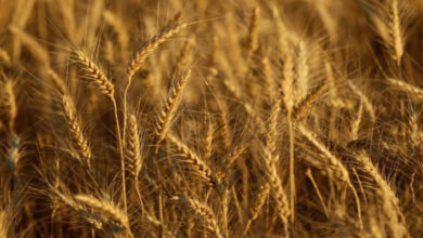 بدءا من 12 مايو قرار روسي بتخفيض أسعار القمح 5.3%