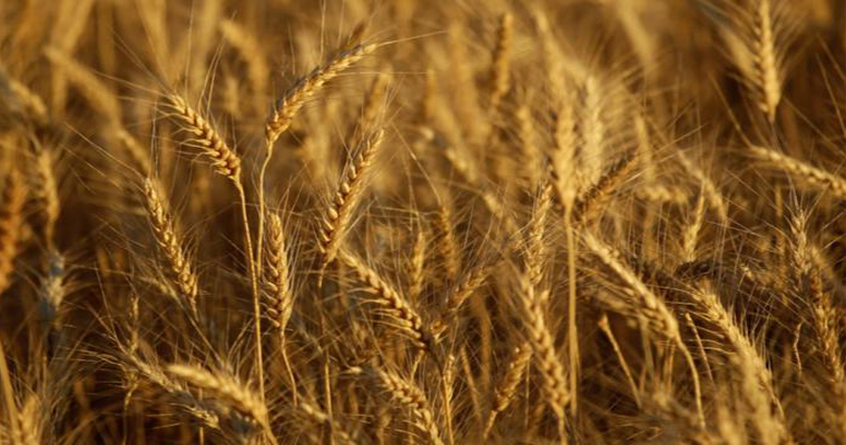 بدءا من 12 مايو قرار روسي بتخفيض أسعار القمح 5.3%