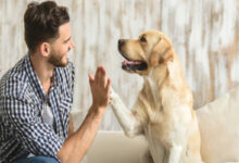 10 سنوات حبس لمن استخدم حيوانًا خطرًا وأصاب شخصًا بعاهة مستديمة