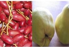 عيد النيروز عيد راس السنه القبطية