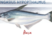 إحذر سمك الفيليه المنتشر في الأسواق يسبب الوفاة